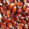 Kép 2/2 - piros takarmány kukorica