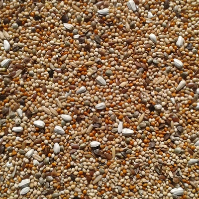 neophema-papagaj-magkeverek