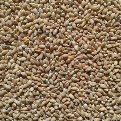 hántolt takarmány árpa