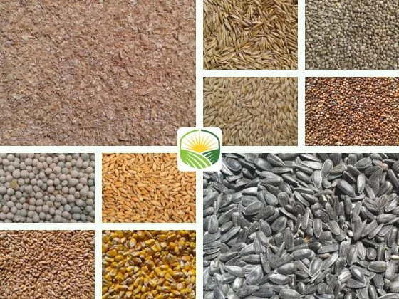  Miből áll a baromfi takarmány? Bemutatjuk az összetevőket.