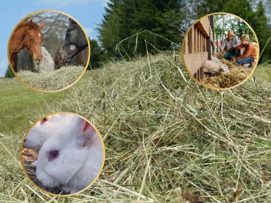 Így állapítható meg a széna minősége