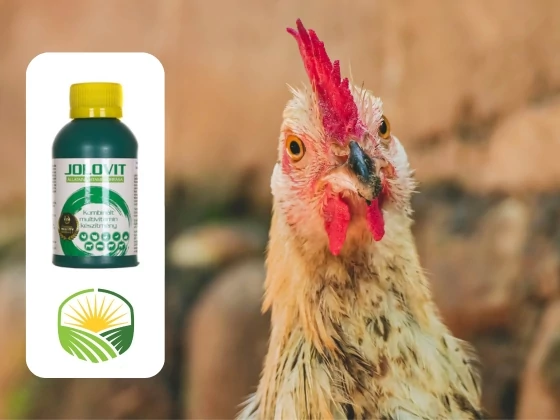 Tavaszi vitaminpótlás baromfiknak