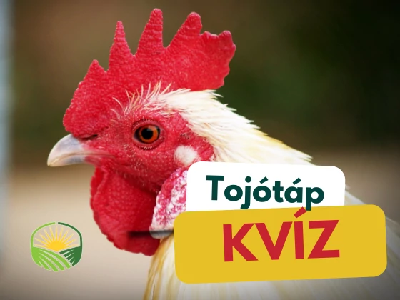 Tojótáp kvíz: most letesztelheted a tudásodat. :-)