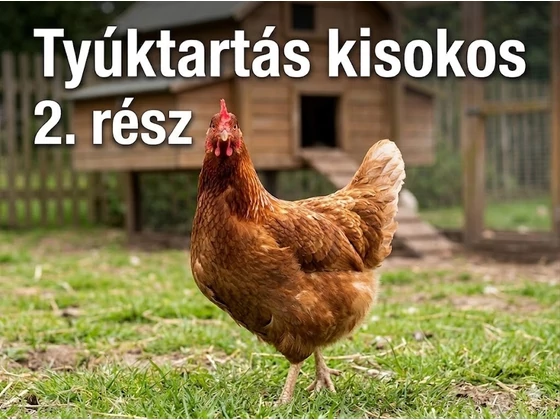 Kezdő Tyúktartók Kisokosa - 2. rész