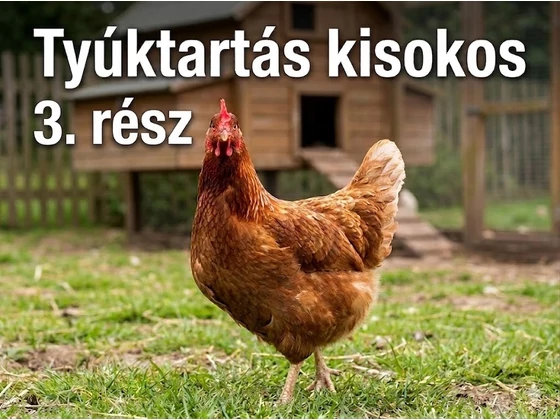 Kezdő Tyúktartók Kisokosa - 3. rész