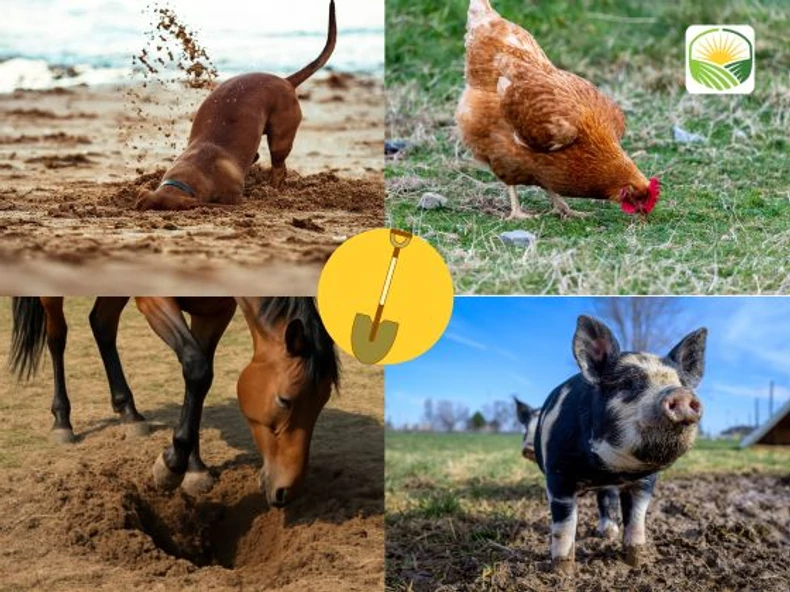Táplálékszerzés és védelem a föld alatt: miért ásnak és kaparnak az állatok?