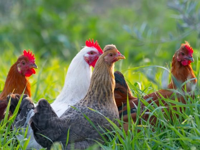 GMO-mentes takarmányozás: Mit jelent ez a gyakorlatban?