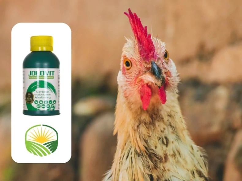 Tavaszi vitaminpótlás baromfiknak