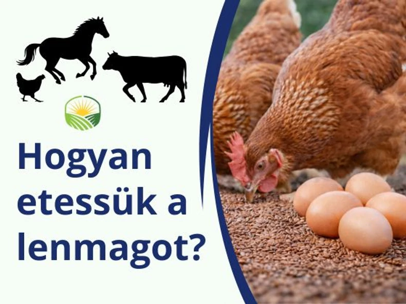 Lenmag: természetes támogatás a baromfi, lovak és tehenek egészségéért
