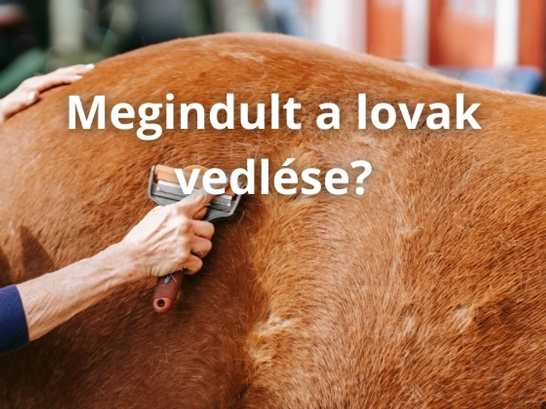 Elindult a lovak tavaszi szőrváltása?