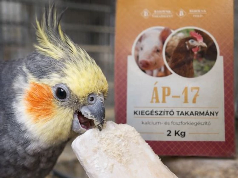Papagájok tavasszal – takarmányozás és vitaminpótlás tudatosan