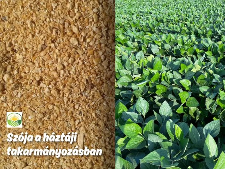Szója a háztáji takarmányozásban