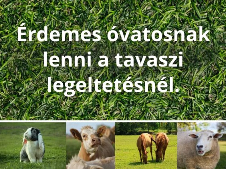 Zsenge fű, komoly kockázat - mire figyeljünk tavasszal a legeltetésnél?