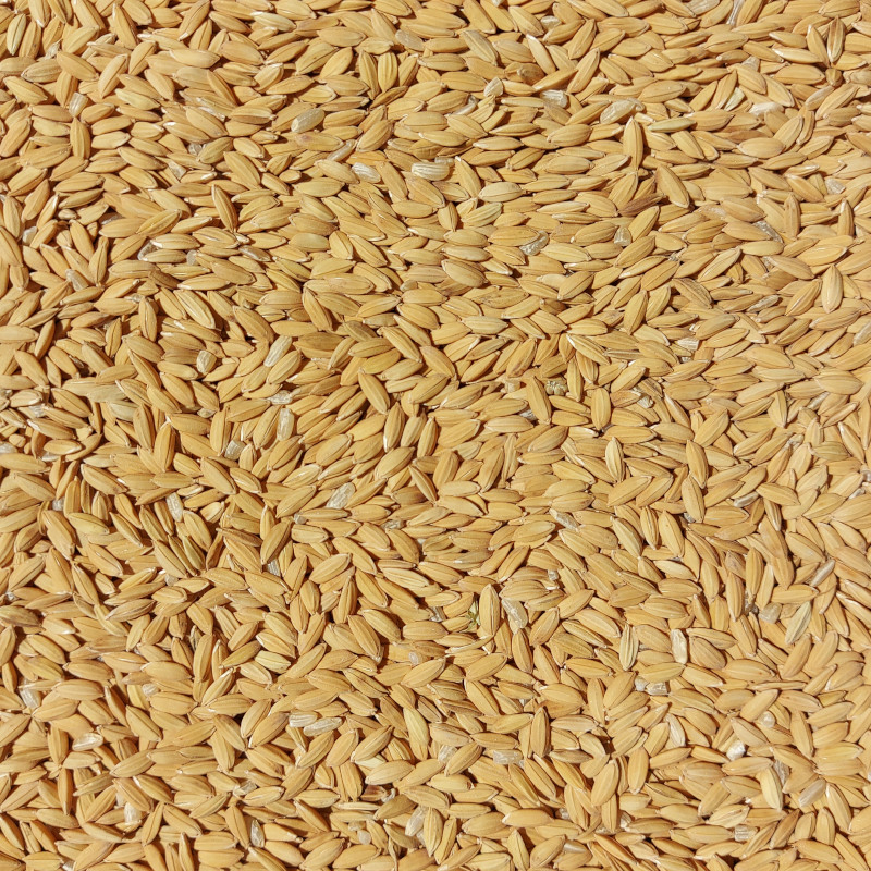 Hántolatlan rizs (kimérve/kg)